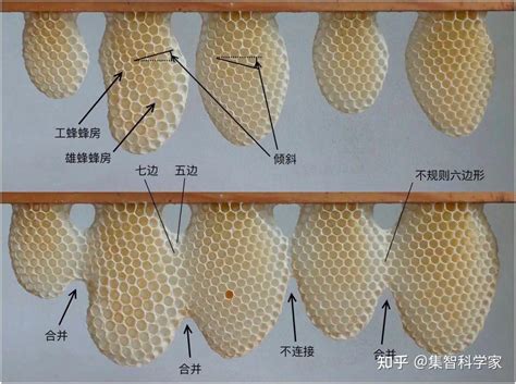 蜜蜂築巢條件|蜜蜂筑巢，不只遵循简单规则，也懂规划设计